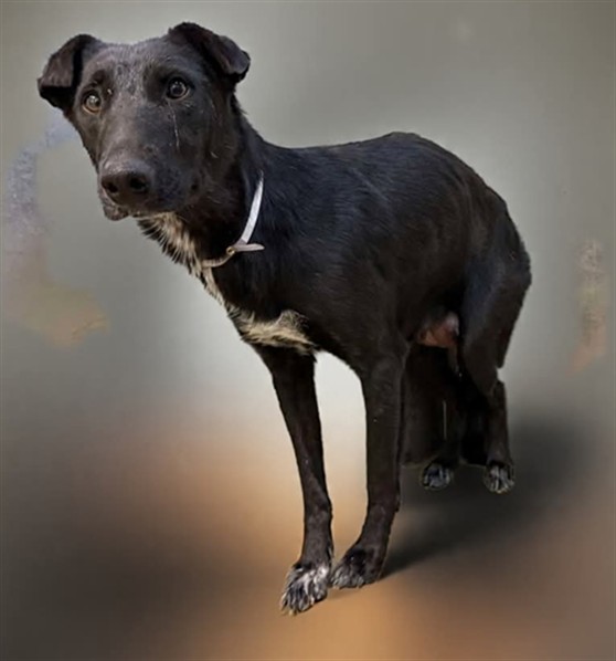 Other Photos of thie Dog