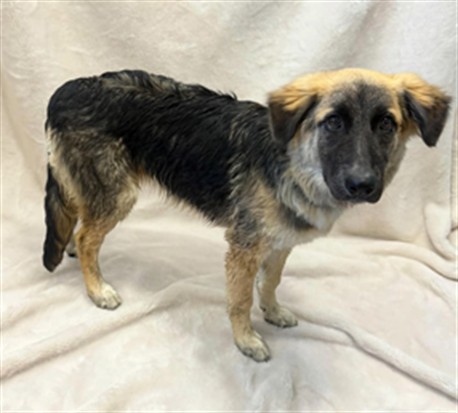 Buttercup, a German Shepherd, available for adoption