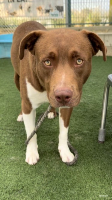 Max, a Pit Bull Terrier, available for adoption