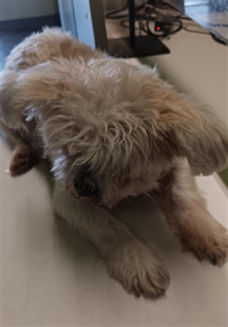 DogInDanger of Being Killed