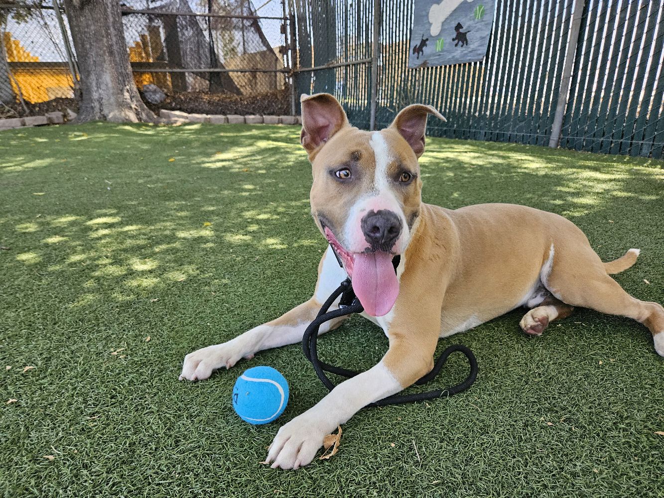 Bosley, a Pit Bull Terrier, available for adoption