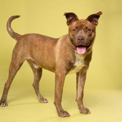 Woody, a Pit Bull Terrier, available for adoption