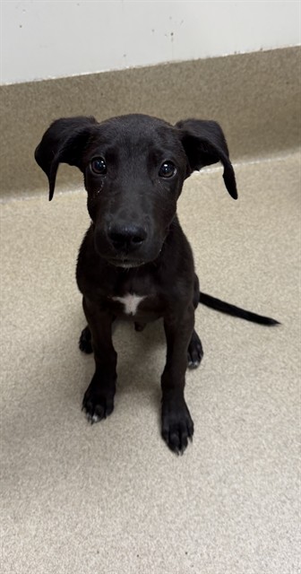 Messi, a German Shepherd, available for adoption