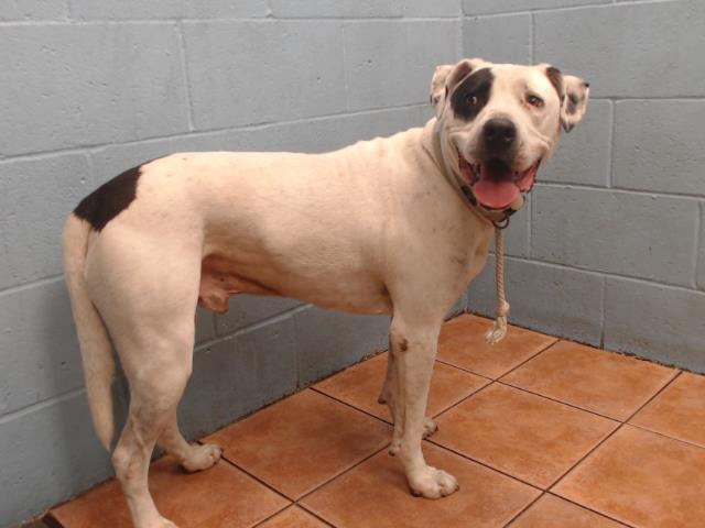 Rorsach, a Pit Bull Terrier, available for adoption