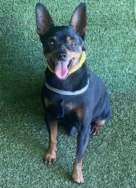 Hunter, a Miniature Pinscher, available for adoption