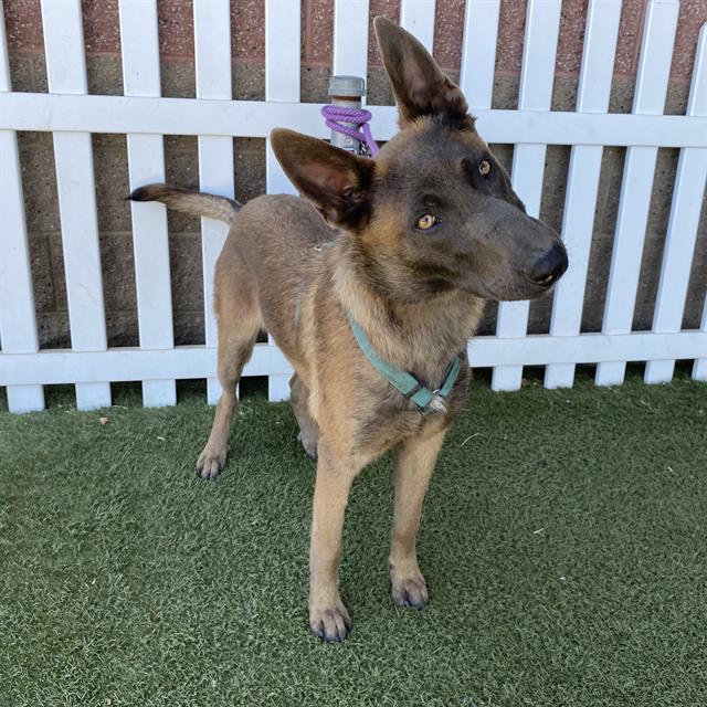 Yoyo, a Belgian Shepherd Malinois, available for adoption