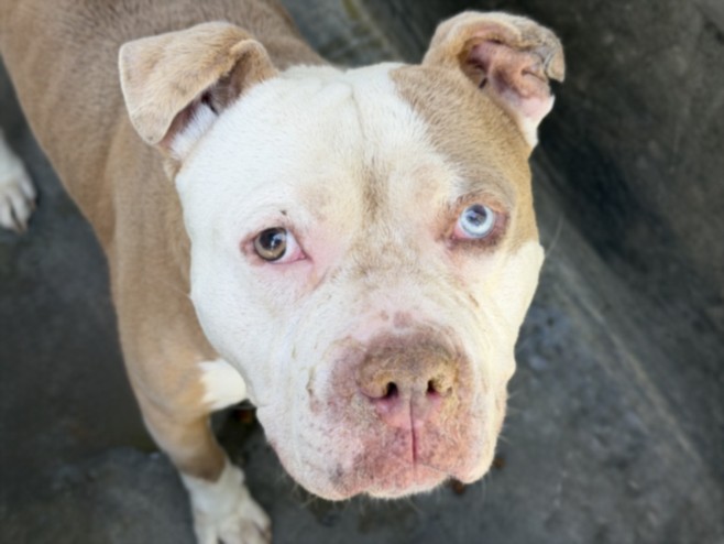Matt, a American Staffordshire Terrier (mix breed), available for adoption