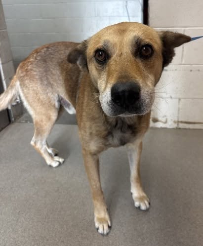 Kendrick, a German Shepherd, available for adoption