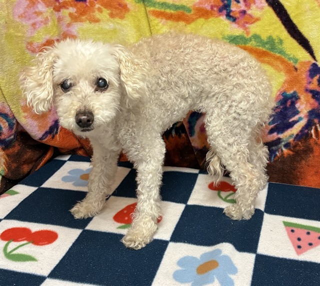 A5791248, a Maltese, available for adoption
