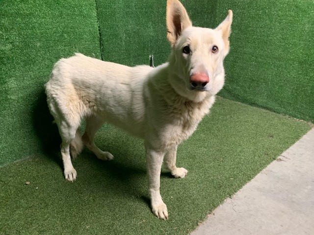 A5791995, a German Shepherd, available for adoption