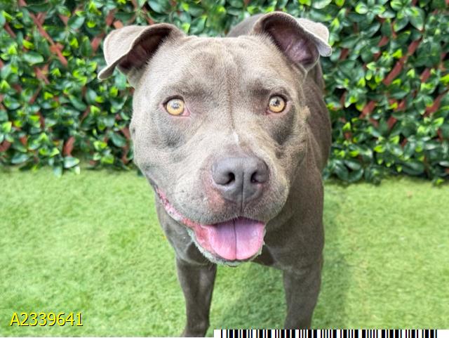Sterling, a American Staffordshire Terrier, available for adoption