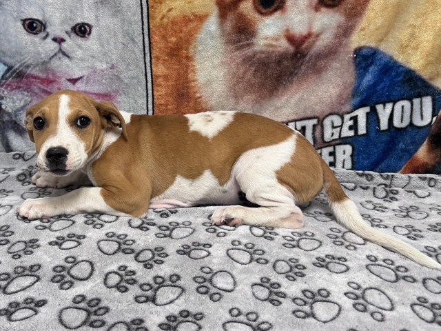 Wooly, a Beagle, available for adoption
