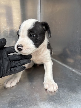 Flounder, a Terrier, available for adoption