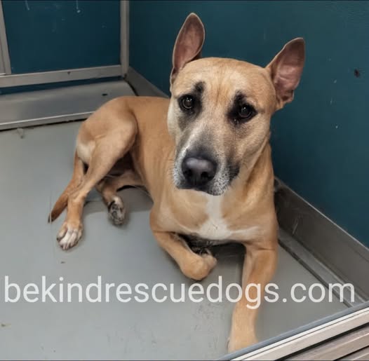 A478915, a Terrier, available for adoption