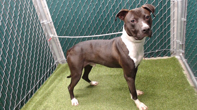 Edward, a Bullmastiff, available for adoption