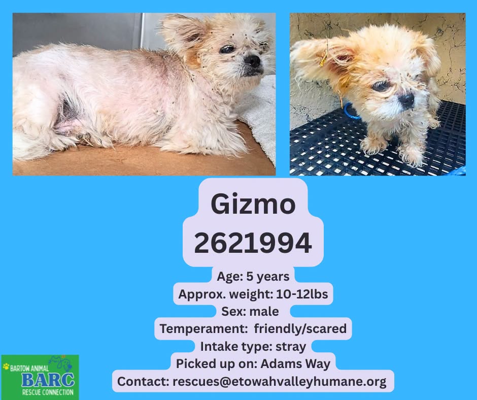 Gizmo, a Shih Tzu, available for adoption