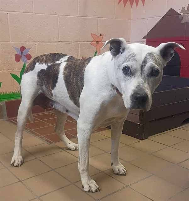 Skyye, a Terrier, available for adoption