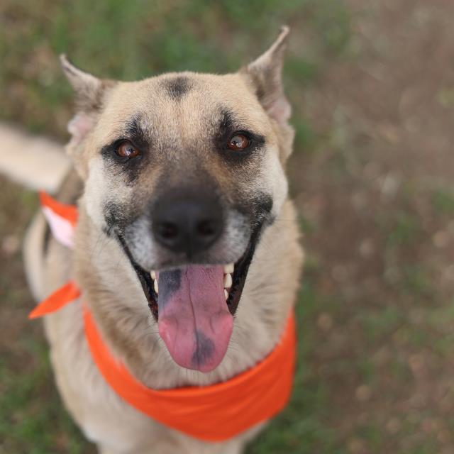 Lyric, a Shepherd (mix breed), available for adoption