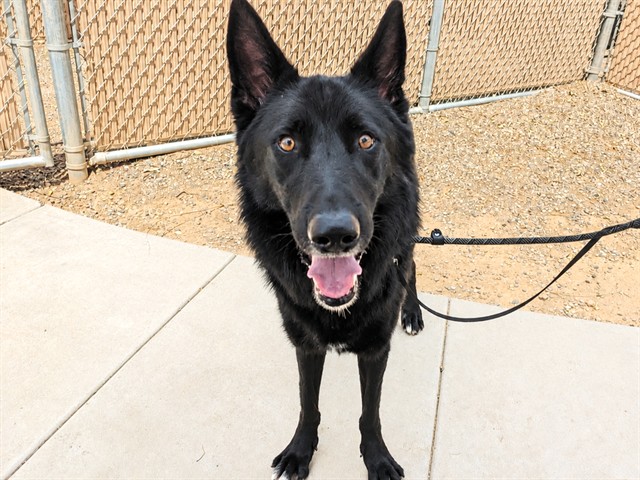 Spock, a German Shepherd, available for adoption