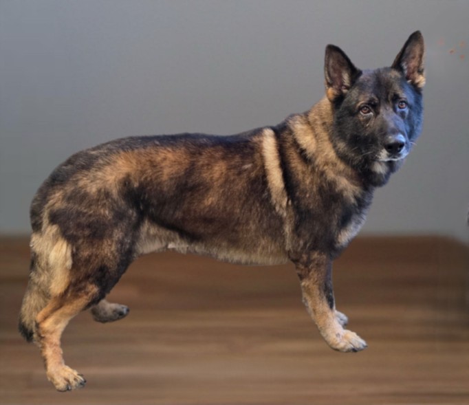 Marley, a German Shepherd, available for adoption