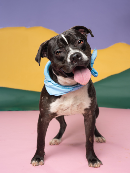 Timber, a Pit Bull Terrier (mix breed), available for adoption