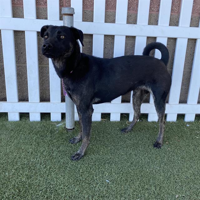 Ella, a Staffordshire Bull Terrier, available for adoption