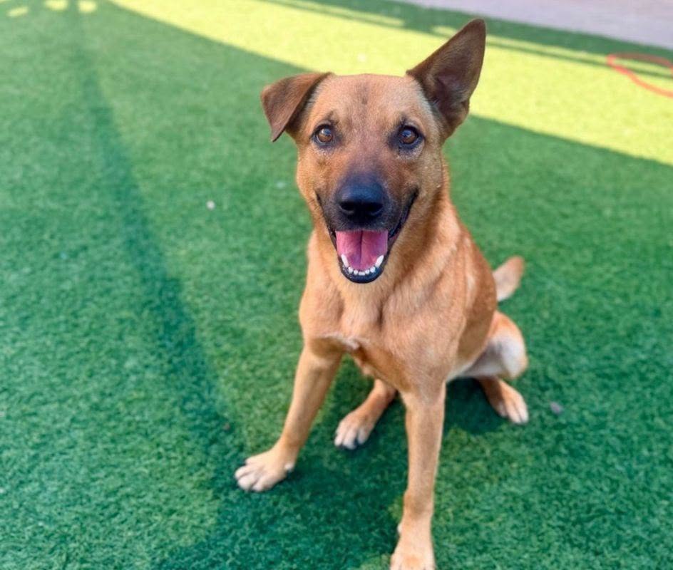 Juan, a Shepherd (mix breed), available for adoption