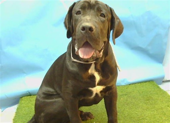 Adoptable pet photo
