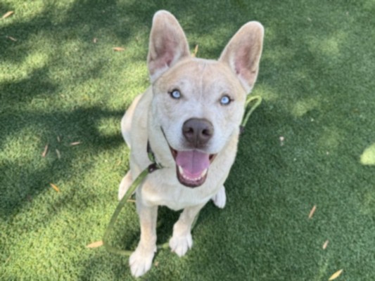 Adoptable pet photo