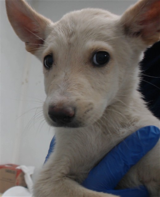 Adoptable pet photo