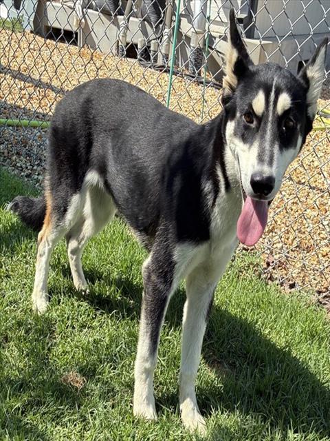 Adoptable pet photo