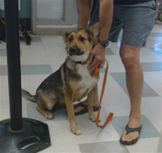Adoptable pet photo