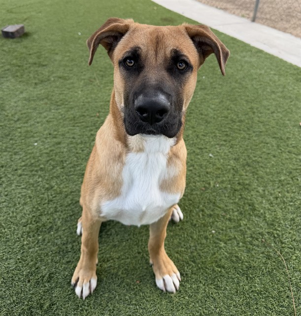 Adoptable pet photo