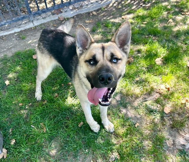 Adoptable pet photo