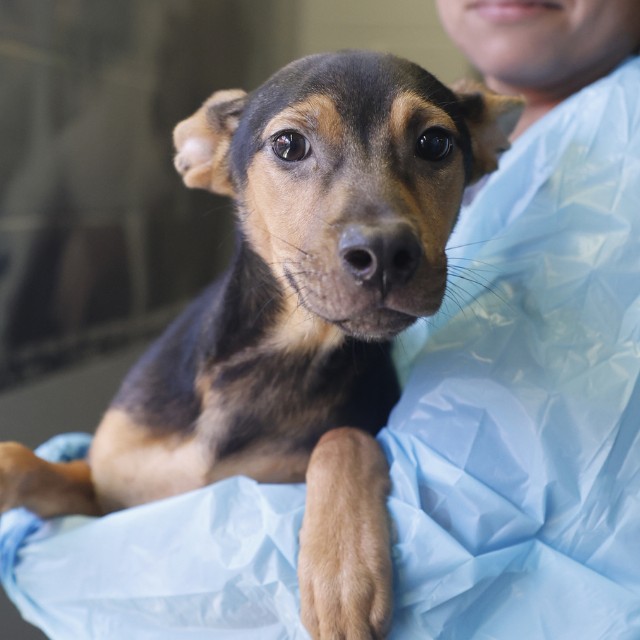 American Staffordshire Terrier (mix breed) available for adoption
