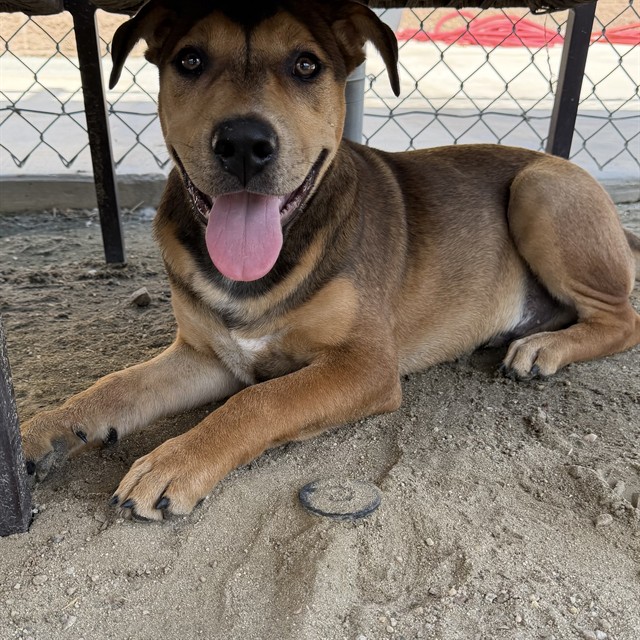 Jessie, a Shepherd (mix breed), available for adoption