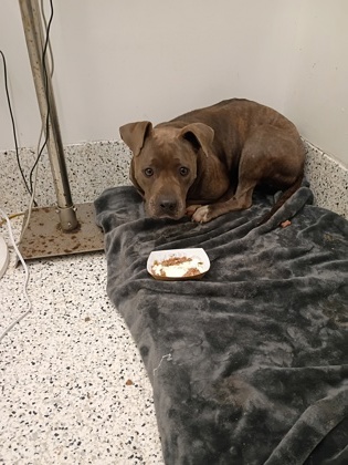 Amber, a Chocolate Labrador Retriever (mix breed), available for adoption