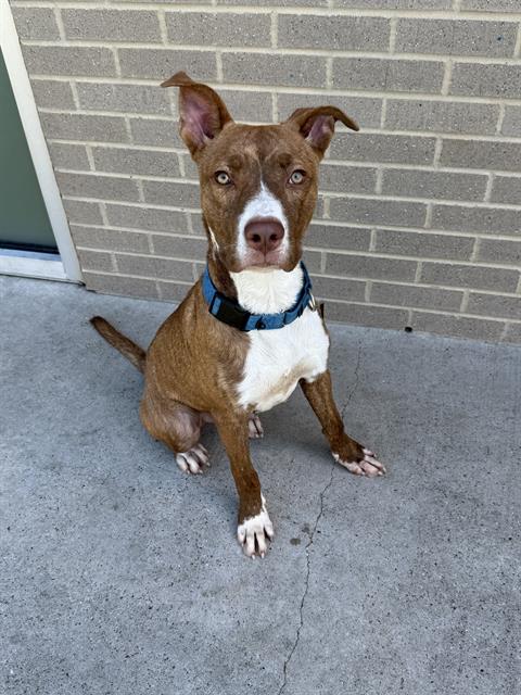 Ben, a Pit Bull Terrier (mix breed), available for adoption