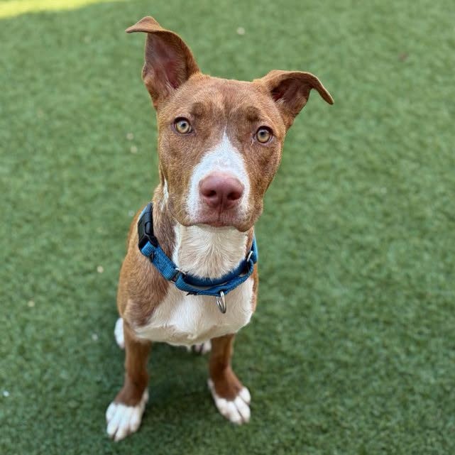 Ben, a Pit Bull Terrier (mix breed), available for adoption
