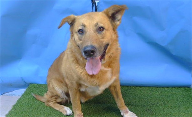 Rosa, a German Shepherd, available for adoption