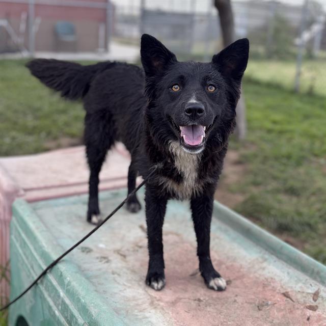 Goldie, a Australian Kelpie, available for adoption