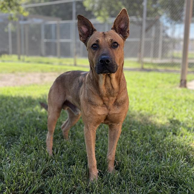 Red, a German Shepherd, available for adoption