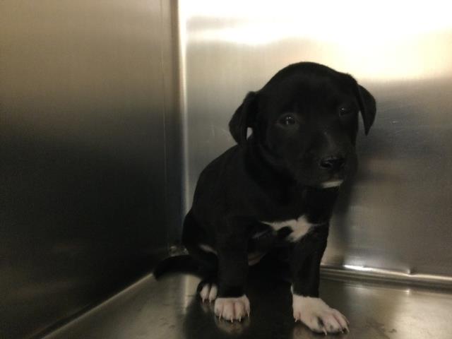 A1781882, a Terrier (mix breed), available for adoption