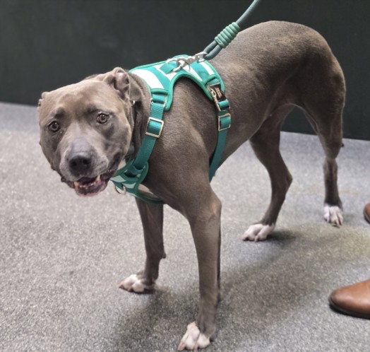 Bella, a Pit Bull Terrier, available for adoption