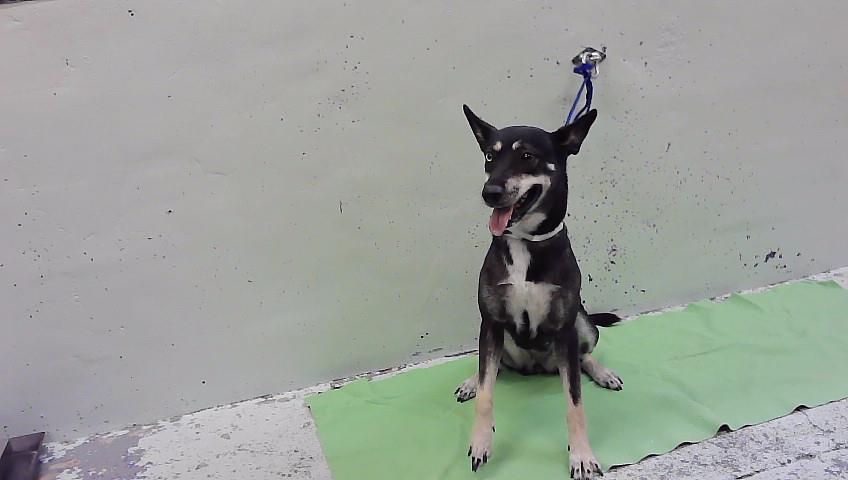Other Photos of thie Dog
