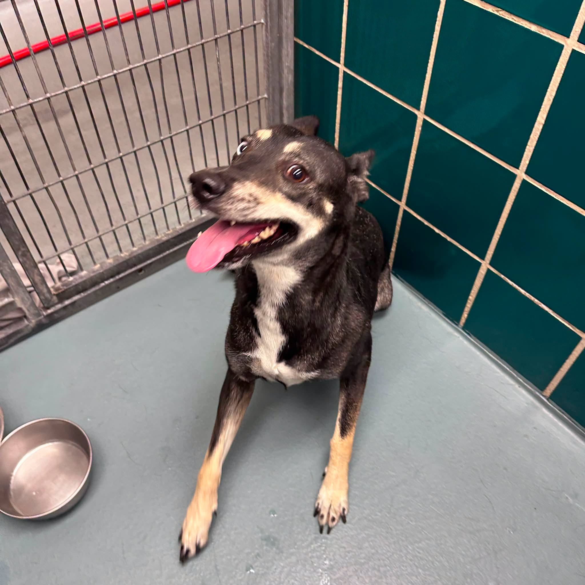 Chloe, a Staffordshire Bull Terrier (mix breed), available for adoption