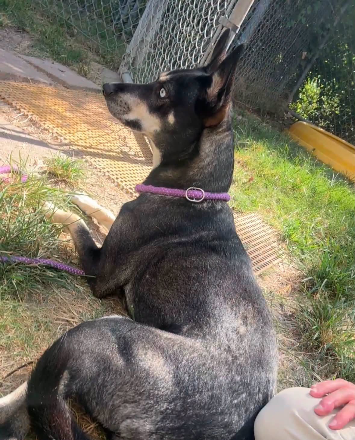 Other Photos of thie Dog