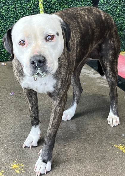 Joleen, a Pit Bull Terrier (mix breed), available for adoption