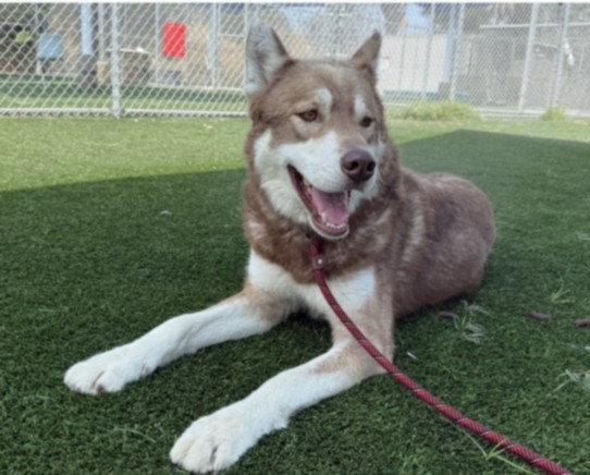 Doug, a Siberian Husky, available for adoption