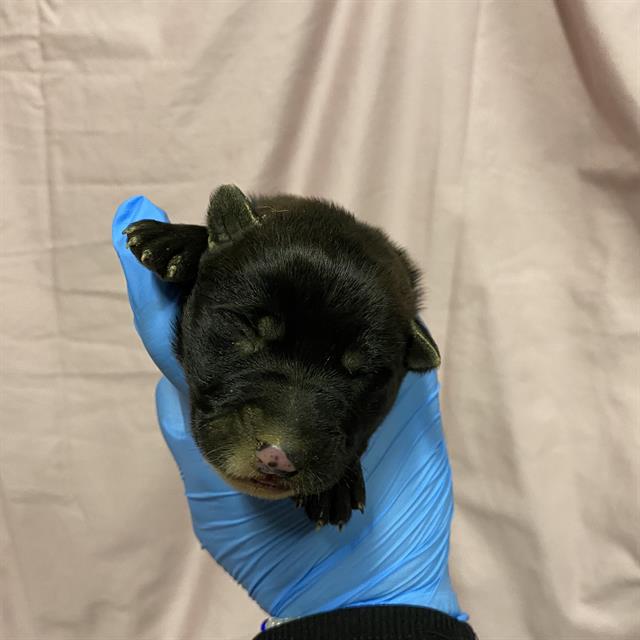Daisy, a German Shepherd, available for adoption
